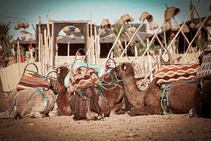 Marrakech: Agafay Desert Dinner Show with Sunset Camel Ride