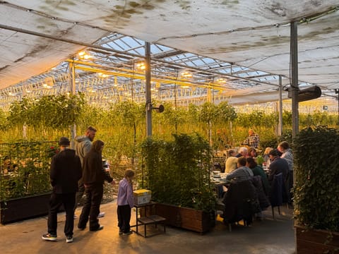 Tomato Farm