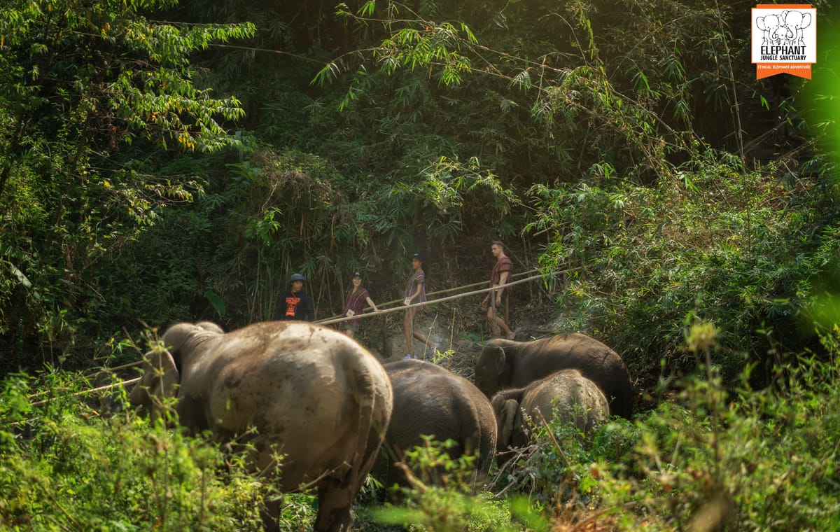 Chiang Mai Wildlife Safari and Ethical Elephant Experience