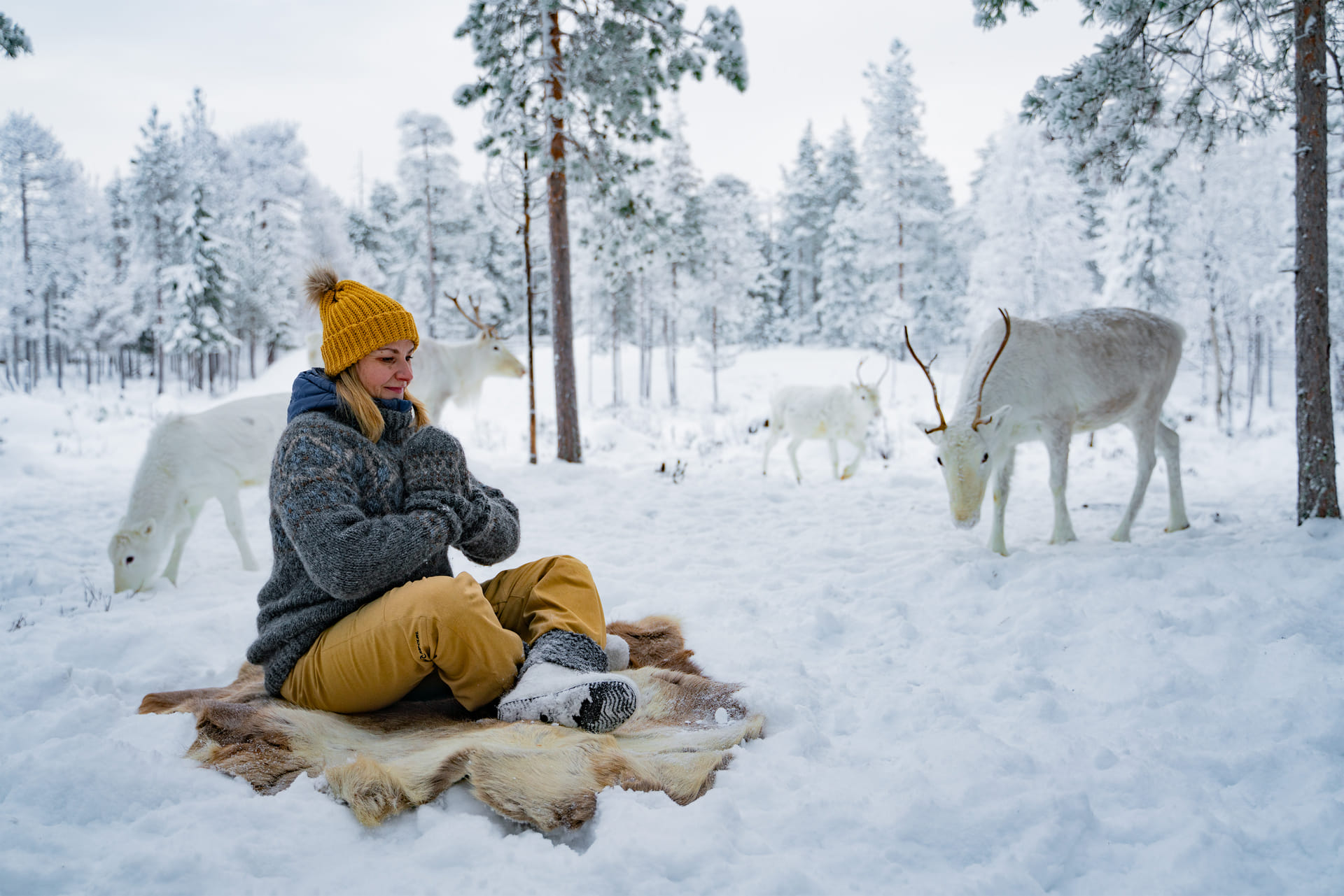 Winter Reindeer Yoga in Rovaniemi – Arctic Wellness at a Reindeer Farm
