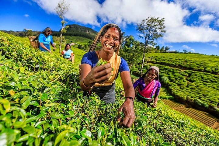 Plucking Tea