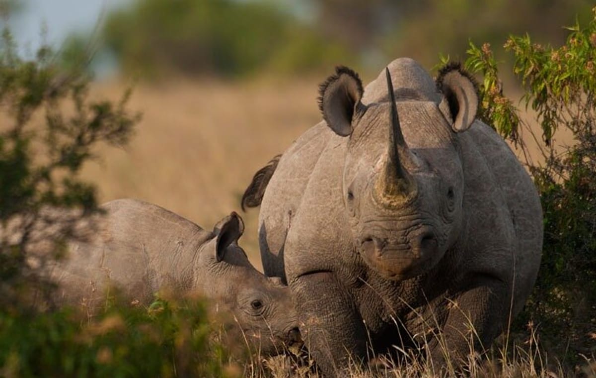 6Days Ol Pejeta, Aberdare, Lake Nakuru and Masai Mara Safari