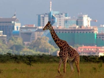 Nairobi National Park Group Shared Tour