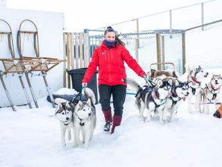 Dog Sledding in Akureyri, photo 8
