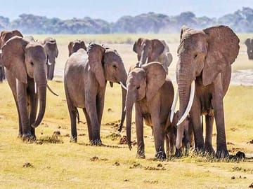 Best thing to do in Diani/Mombasa viator/tripadvisor 4 Days, 3 Nights - Best of Africa Safari, Both Tsavo & Amboseli with Expedition Happy Hour