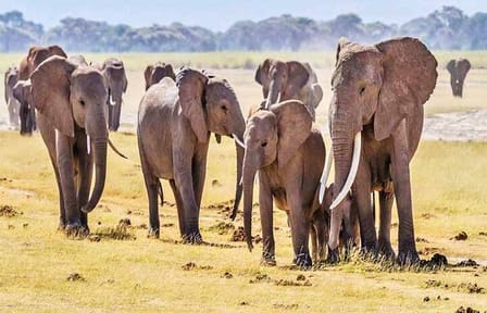 4 Days, 3 Nights – Best thing to do Tsavo East/West and Amboseli
