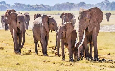 4 Days, 3 Nights – Best thing to do Tsavo East/West and Amboseli