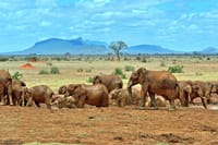 Tsavo home of elephants
