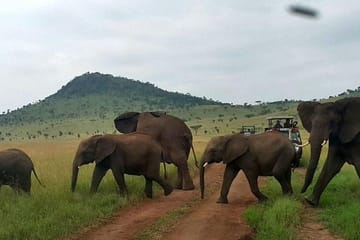 12-Day High-End Jeep Safari in Nairobi and Laikipia County