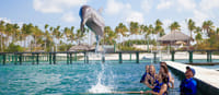Dolphin Explorer - Funtastic  1