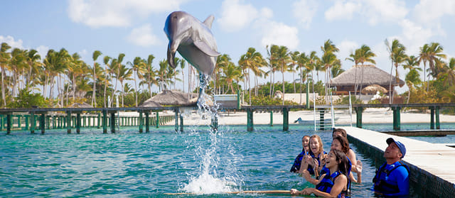 Dolphin Explorer - Funtastic 