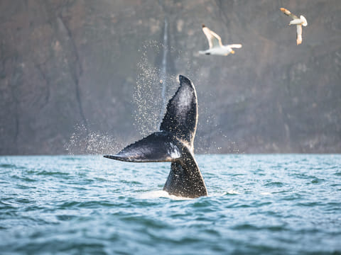 Playful humpback whale
