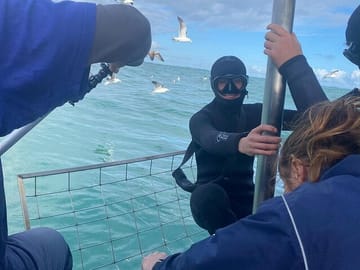 Shark Cage Experience with transport from Cape Town