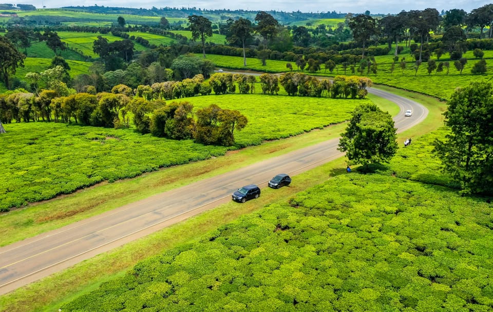 Guided Tea Farm Tour in Limuru, Kenya