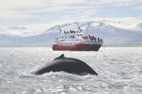 Akureyri Classic Whale Watching 1