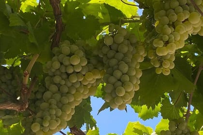 Sklavos Estate : Kefalonia Wine & Gastronomy Experience