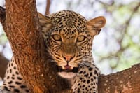 See Big 5 at Tsavo National park