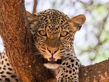 See Big 5 at Tsavo National park