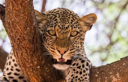 4days: Amboseli, Tsavo West & Tsavo East Wildlife Safari