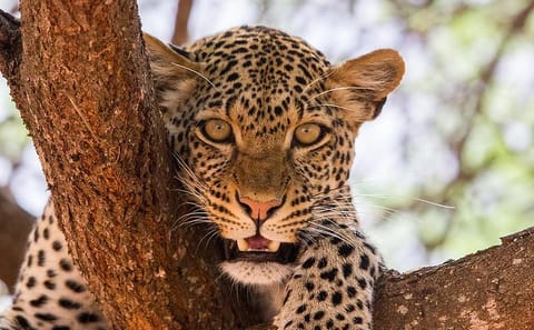 4-Day Wildlife Safari in Amboseli and Tsavo National Parks