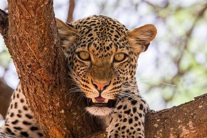 See Big 5 at Tsavo National park