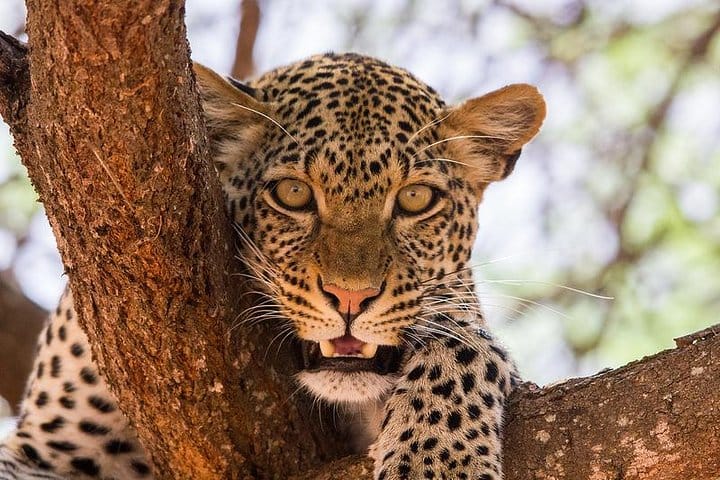 See Big 5 at Tsavo National park