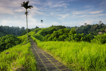 Ubud Cultural Day Tour with Campuhan Ridge Walk