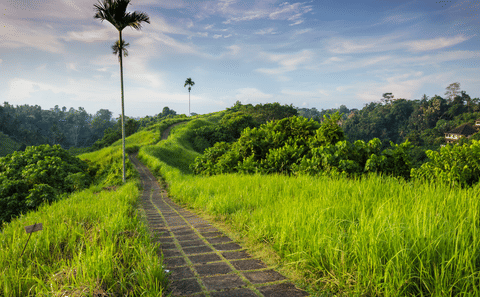 Ubud Cultural Day Tour with Campuhan Ridge Walk