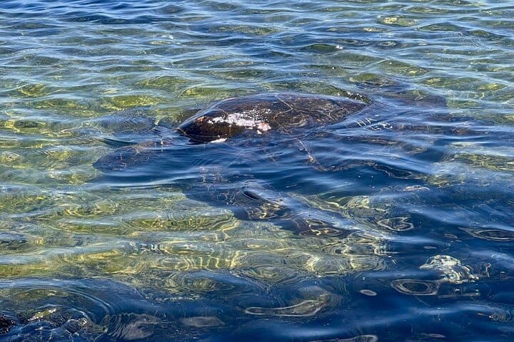 Private Big Island: History & Local Market Tour (Up to 12)