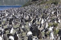 Ushuaia: Beagle Channel Navigation to the Penguin Colony 9