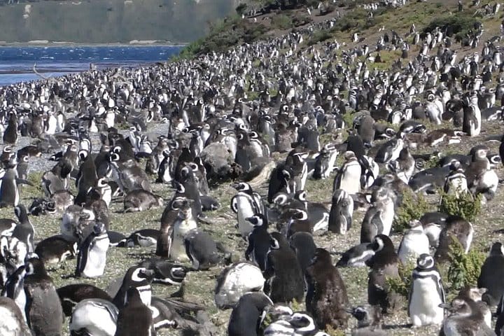 Ushuaia: Beagle Channel Navigation to the Penguin Colony 9