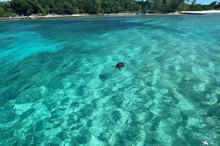 Private Pink Sand Beach Tour: Swim With Pigs, Turtles & Stingrays