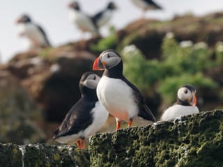 Reykjavík Whales & Puffins, photo 17