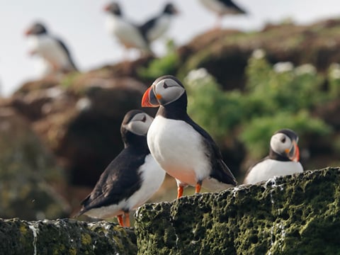Reykjavík Whales & Puffins, photo 17