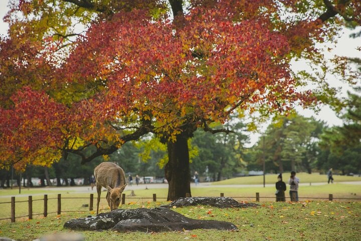 Tokyo, Mt. Fuji, Kyoto and Nara 6 Days Private Tour 6