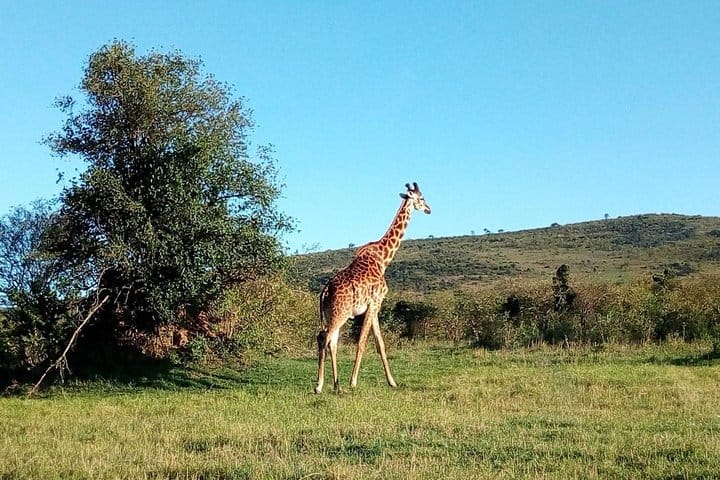 Lake Naivasha National park