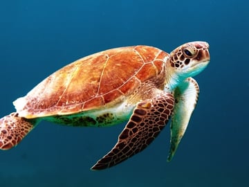 Green sea turtle swimming over coral at Mafia Island