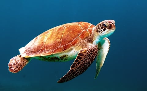 Mafia Island Diving: Scuba Dives in the Marine Park