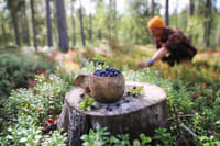 Magic of the Forest and Log Sauna, 4 hours (Private Tour) 1