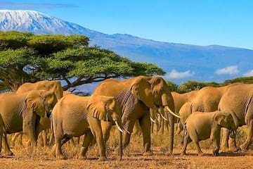 3-Day, All-Inclusive Amboseli Camping Safari