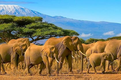 3-Day, All-Inclusive Amboseli Camping Safari