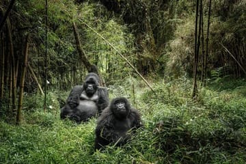 12 Days wildebeest migration Masai Mara Nakuru Uganda gorilla trekking safari