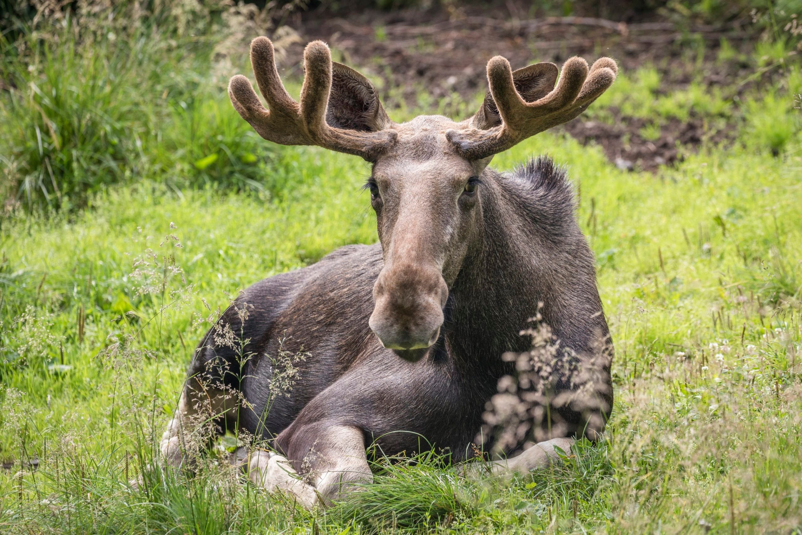A moose resting at the Ranua Wildlife Zoo Park during StayLapland’s Summer Visit in Rovaniemi.