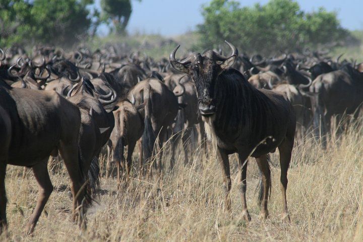 3-Day Maasai Mara Group Joining Safari