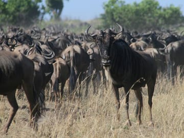 3-Day Group Safari in Maasai Mara, Kenya