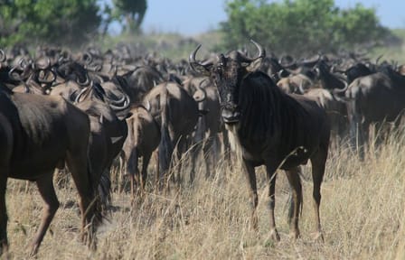 3-Day Group Safari in Maasai Mara, Kenya