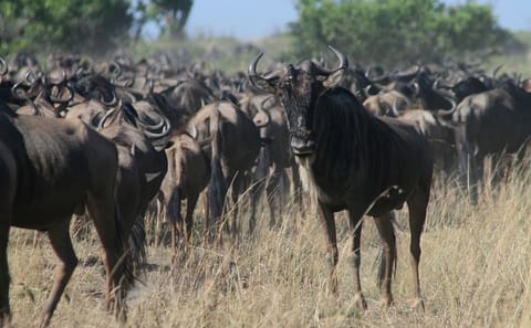 3-Day Group Safari in Maasai Mara, Kenya