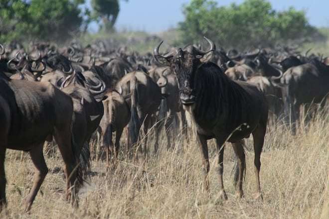 3-Day Maasai Mara Group Joining Safari photo 2