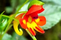 ​A close-up of a vibrant red and yellow tropical flower with green leaves in the background.
