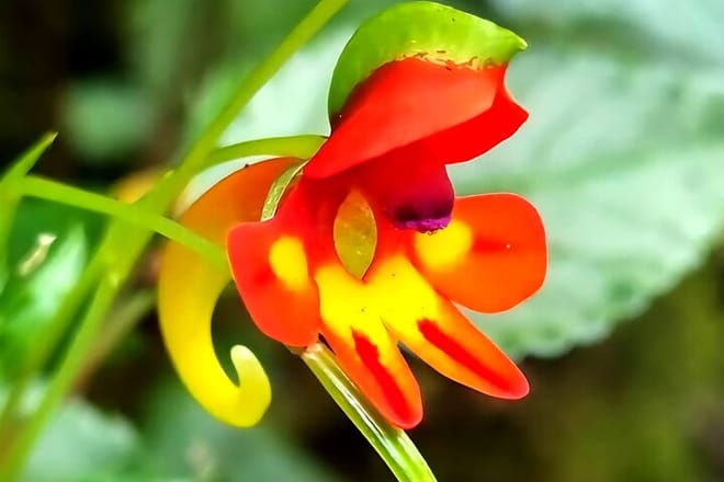 ​A close-up of a vibrant red and yellow tropical flower with green leaves in the background.